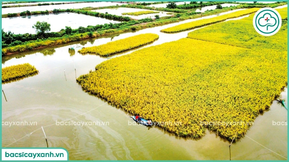 Diện tích lúa tôm